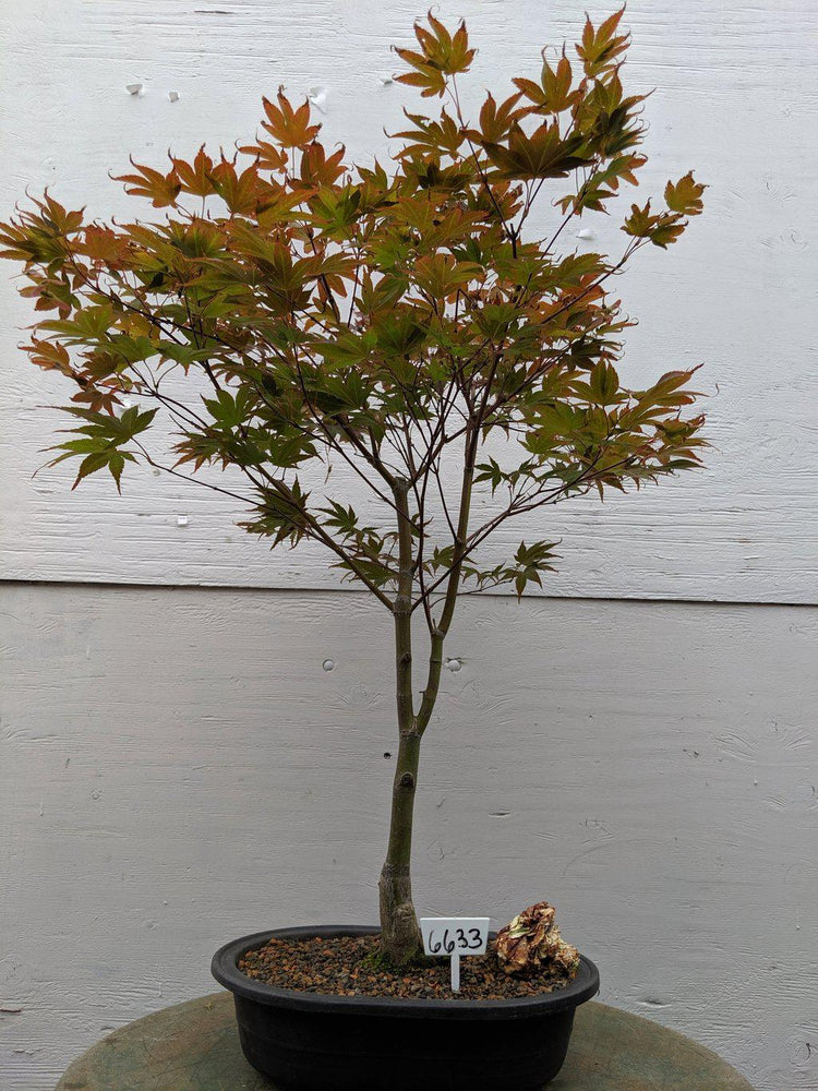 22 Year Old Rhode Island Red Japanese Red Maple Specimen Bonsai Tree