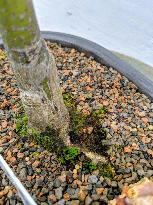 22 Year Old Rhode Island Red Japanese Red Maple Specimen Bonsai Tree Trunk