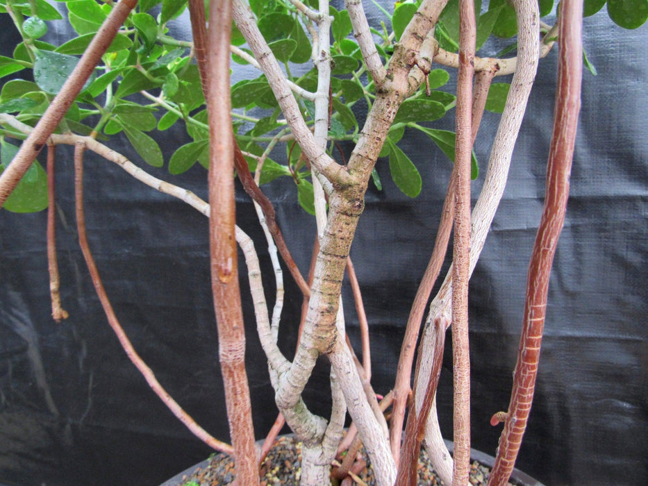 23 Year Old Flowering Tropical Dwarf Apple Specimen Bonsai Tree Aerial Roots