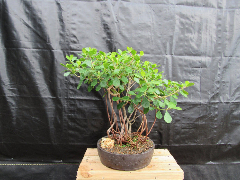 23 Year Old Flowering Tropical Dwarf Apple Specimen Bonsai Tree Back