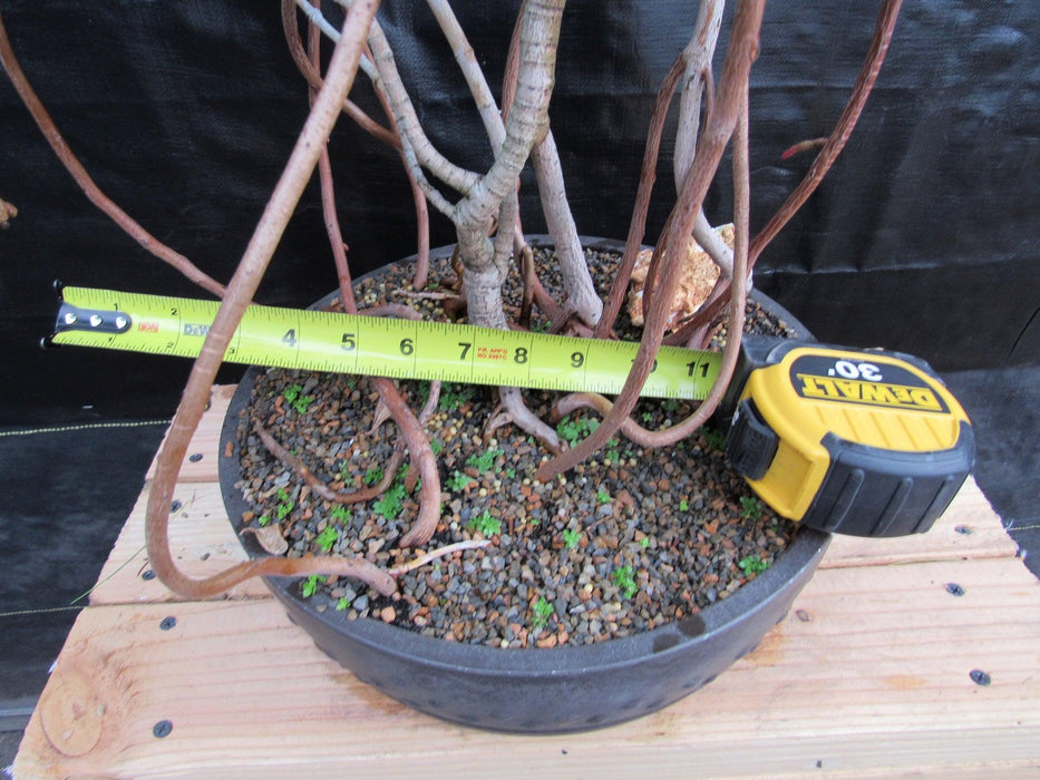 23 Year Old Flowering Tropical Dwarf Apple Specimen Bonsai Tree Width