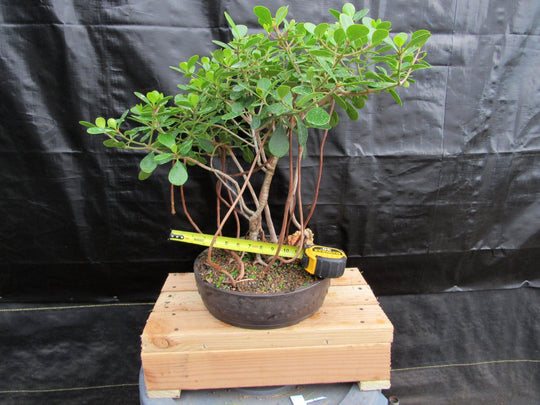 bonsai tree apple 23 Year Old Flowering Tropical Dwarf Apple Specimen Bonsai Tree