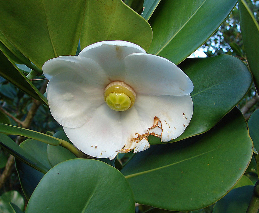 Tropical Dwarf Apple Flower