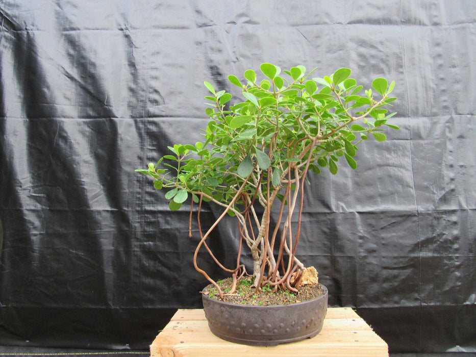 23 Year Old Flowering Tropical Dwarf Apple Specimen Bonsai Tree Profile