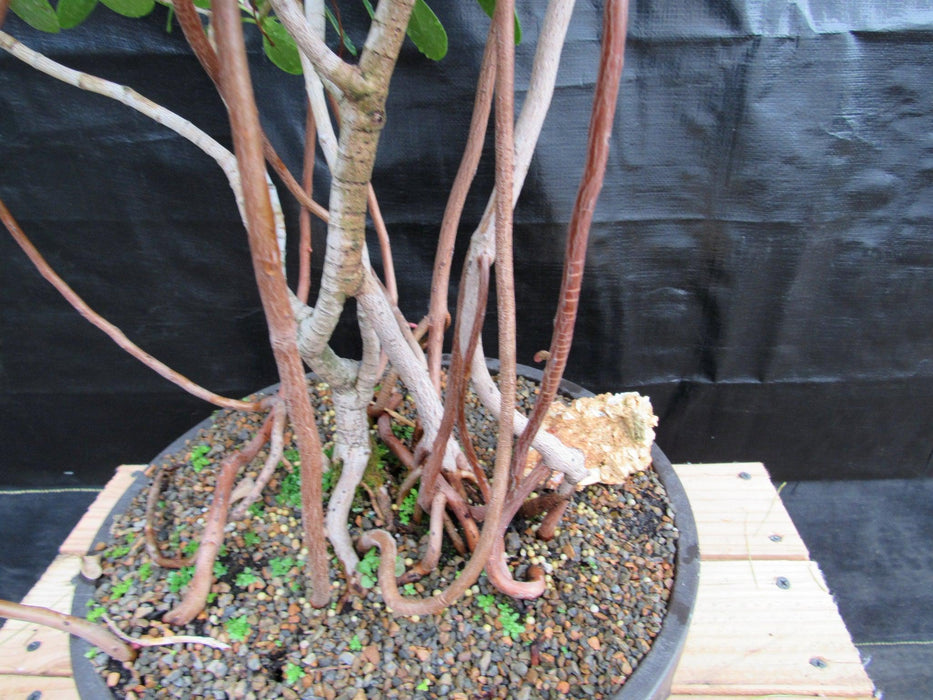 23 Year Old Flowering Tropical Dwarf Apple Specimen Bonsai Tree Roots