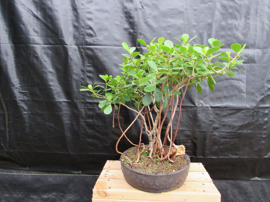 23 Year Old Flowering Tropical Dwarf Apple Specimen Bonsai Tree