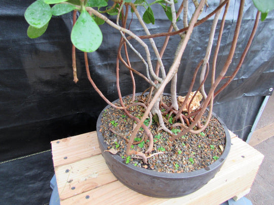 23 with a money tree 23 Year Old Flowering Tropical Dwarf Apple Specimen Bonsai Tree