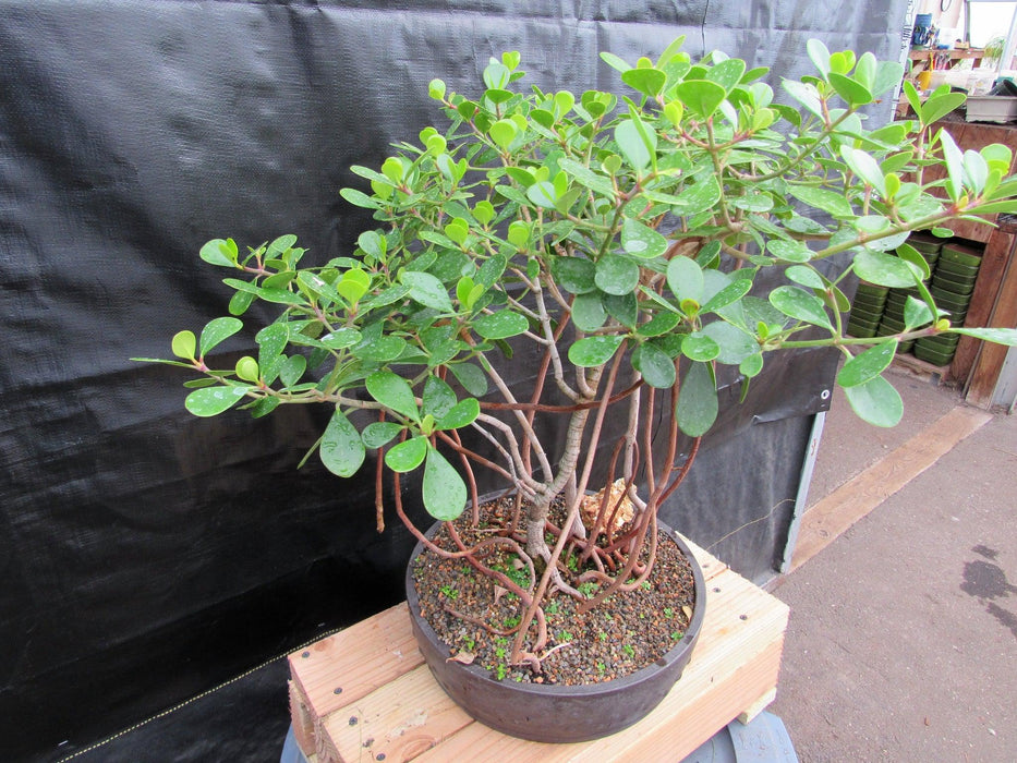 23 Year Old Flowering Tropical Dwarf Apple Specimen Bonsai Tree Top Down