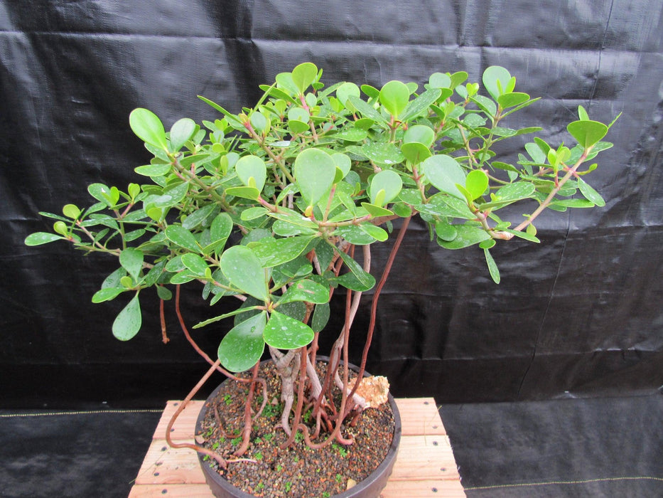 23 Year Old Flowering Tropical Dwarf Apple Specimen Bonsai Tree Canopy