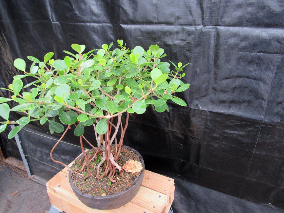 23 Year Old Flowering Tropical Dwarf Apple Specimen Bonsai Tree Side