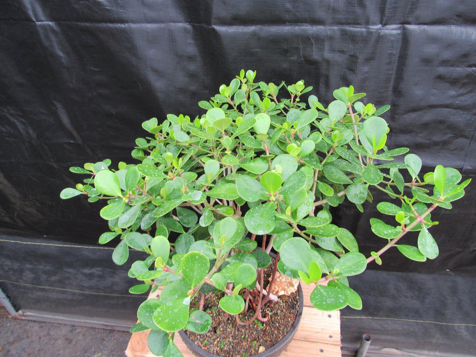 23 Year Old Flowering Tropical Dwarf Apple Specimen Bonsai Tree Birds Eye