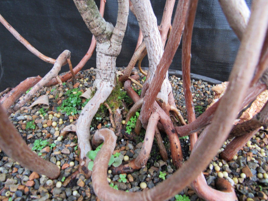 23 Year Old Flowering Tropical Dwarf Apple Specimen Bonsai Tree Trunk