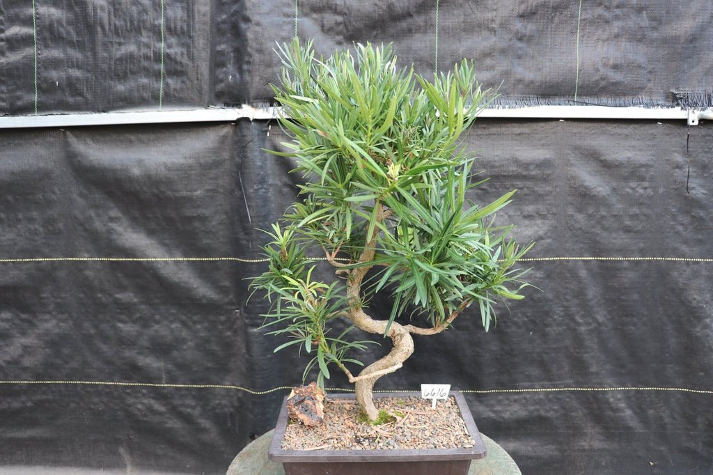 24 Year Old Buddhist Pine Specimen Bonsai Tree - Curved Trunk Style