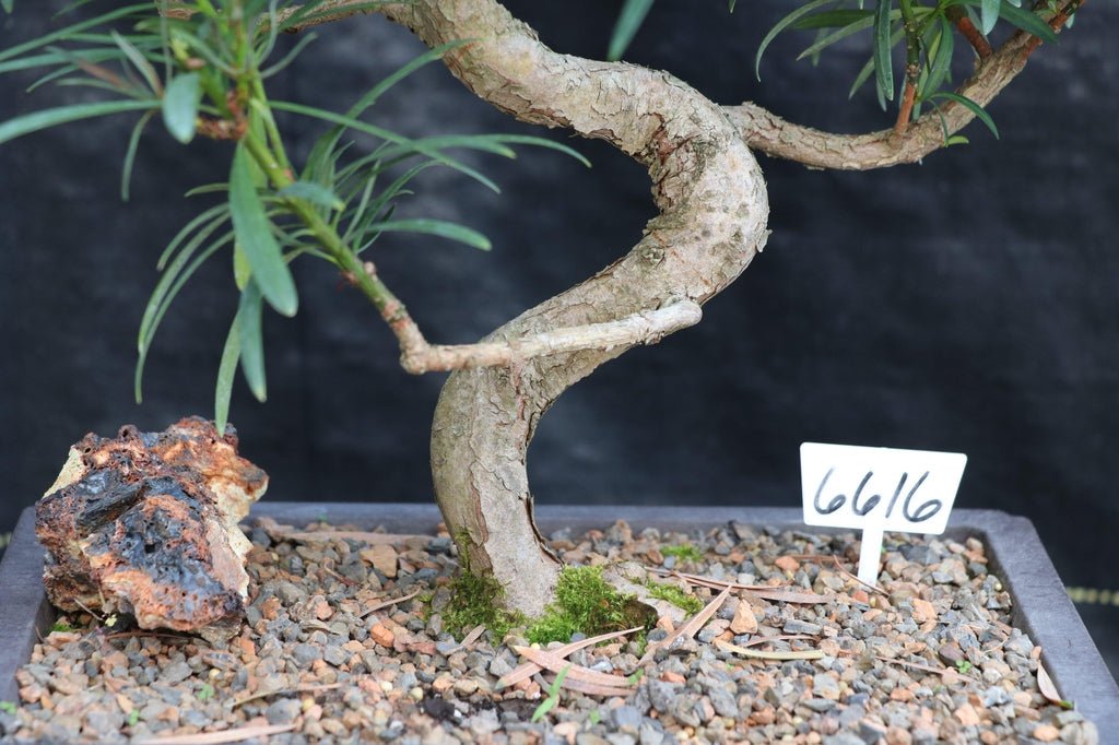 24 Year Old Podocarpus Curved Trunk Specimen Bonsai Tree Shape