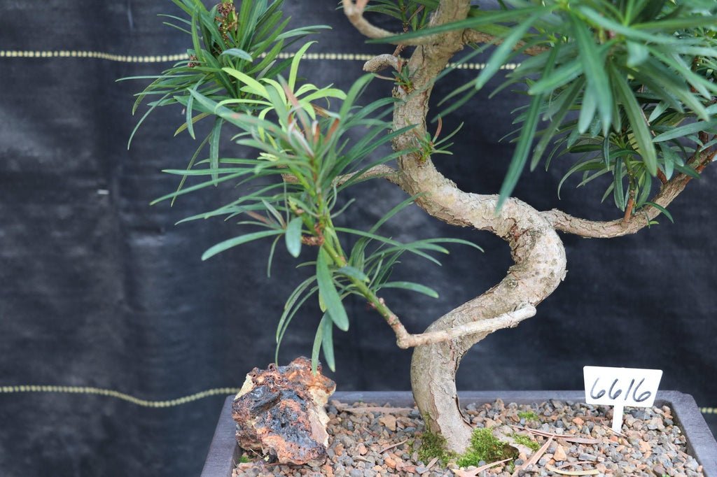 24 Year Old Buddhist Pine Curved Trunk Specimen Bonsai Tree Shape