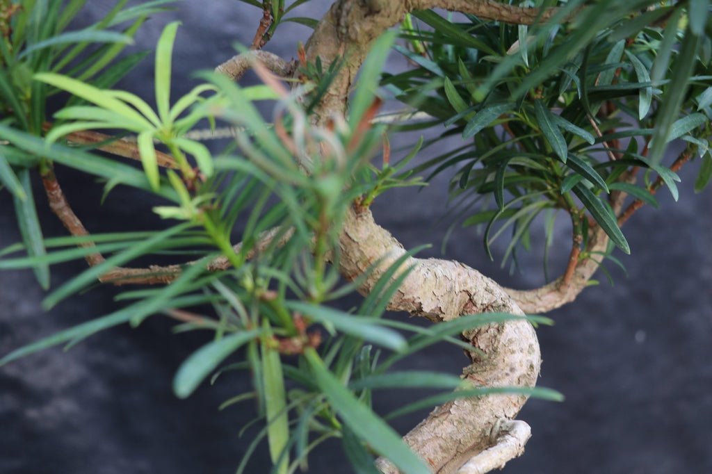 24 Year Old Buddhist Pine Curved Trunk Specimen Bonsai Tree Trunk