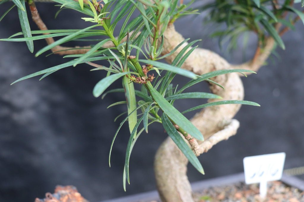24 Year Old Podocarpus Curved Trunk Specimen Bonsai Tree Trunk
