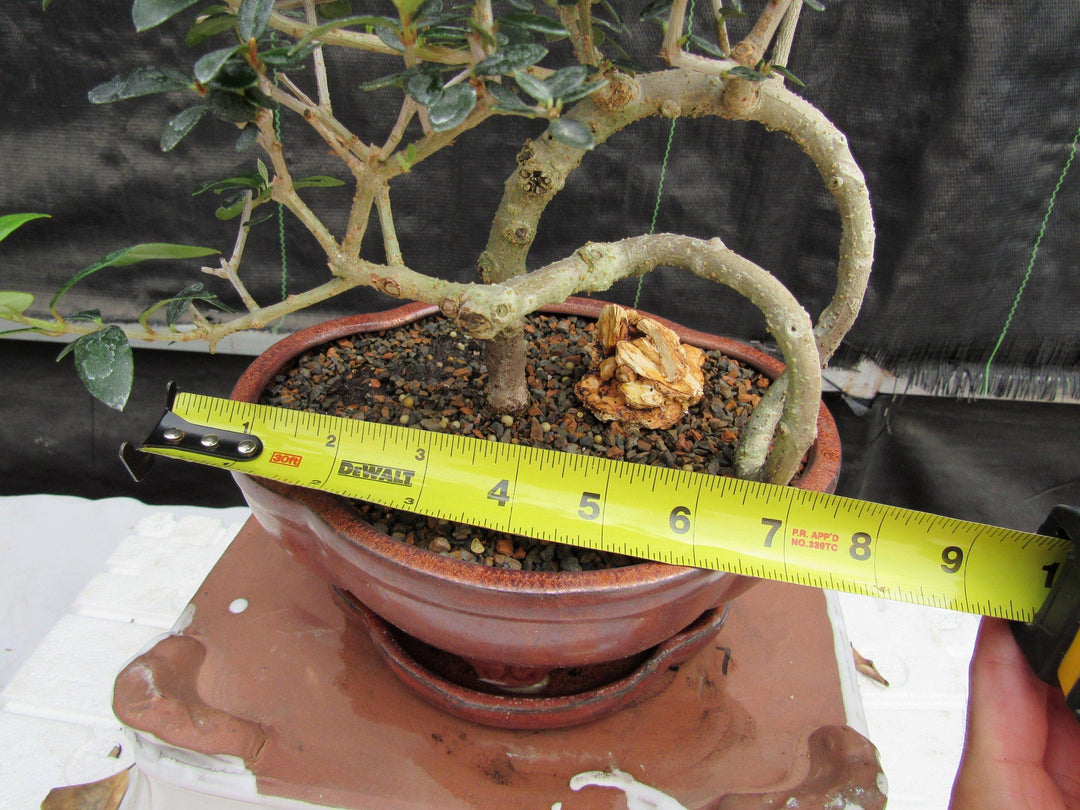 24 Year Old European Olive Literati Style Specimen Bonsai Tree Size