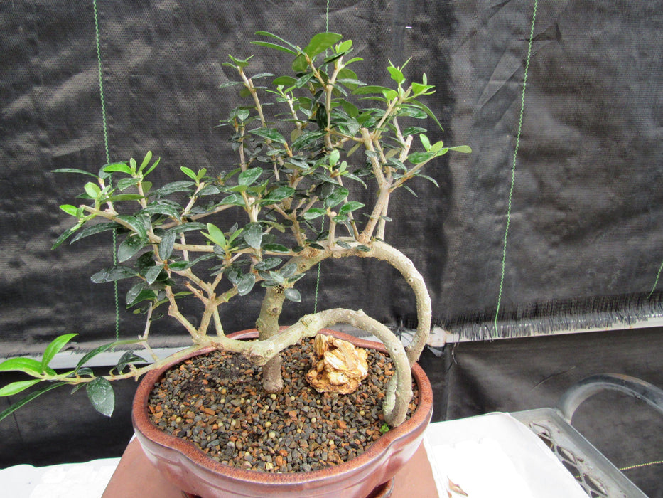 24 Year Old European Olive Literati Style Specimen Bonsai Tree Profile