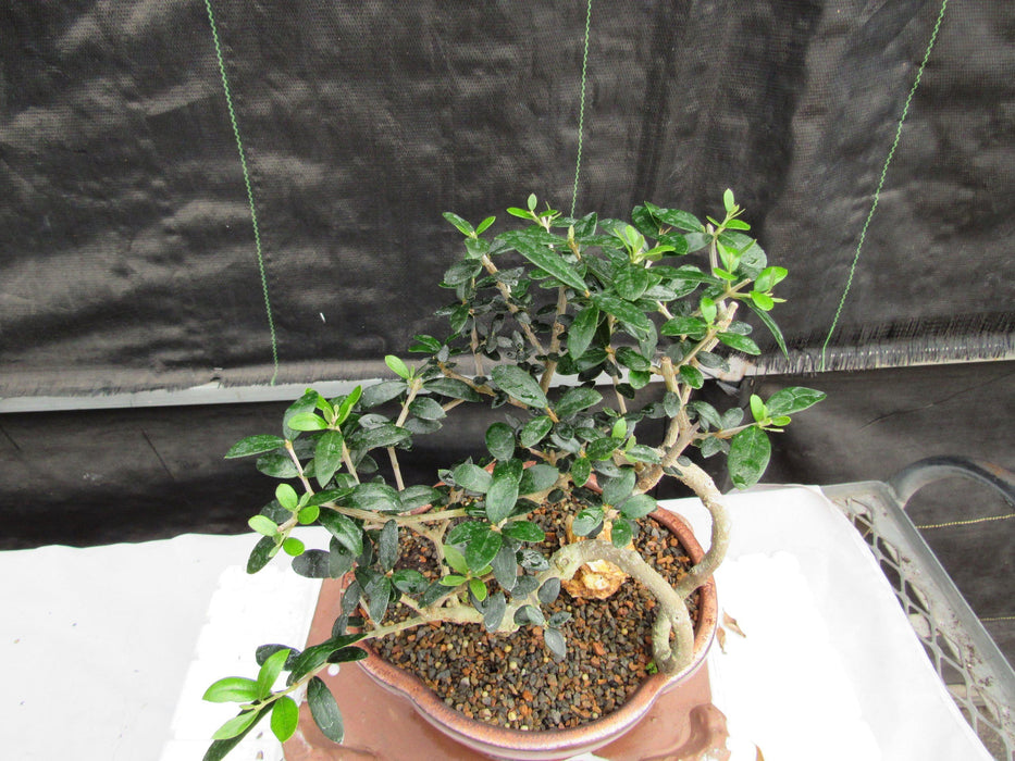 24 Year Old European Olive Literati Style Specimen Bonsai Tree Top