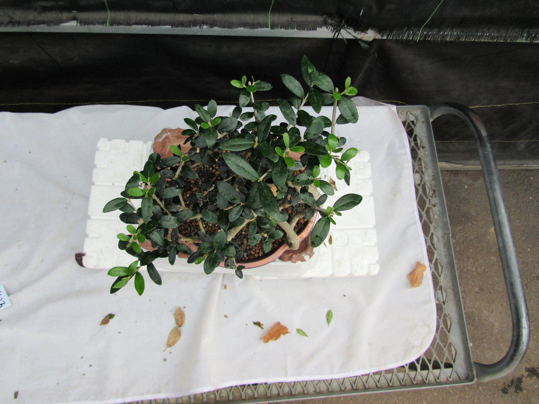 24 Year Old European Olive Literati Style Specimen Bonsai Tree Top Down