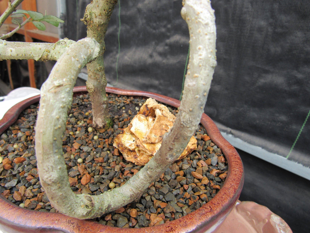 24 Year Old European Olive Literati Style Specimen Bonsai Tree Wild Coil