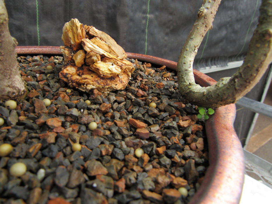 24 Year Old European Olive Literati Style Specimen Bonsai Tree Inside Coil