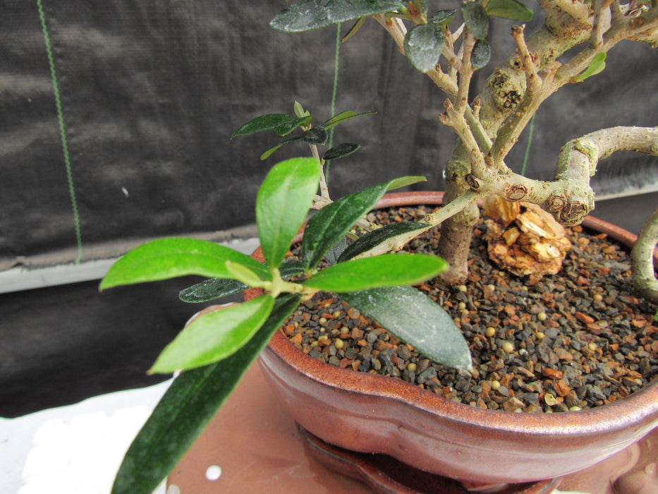 24 Year Old European Olive Literati Style Specimen Bonsai Tree New Growth