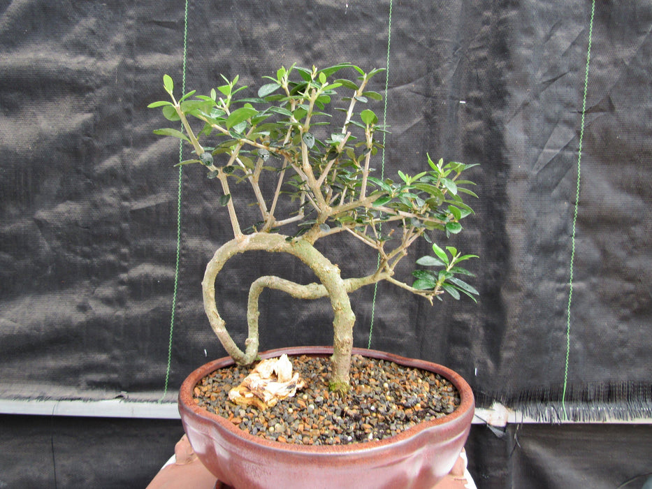 24 Year Old European Olive Literati Style Specimen Bonsai Tree Back