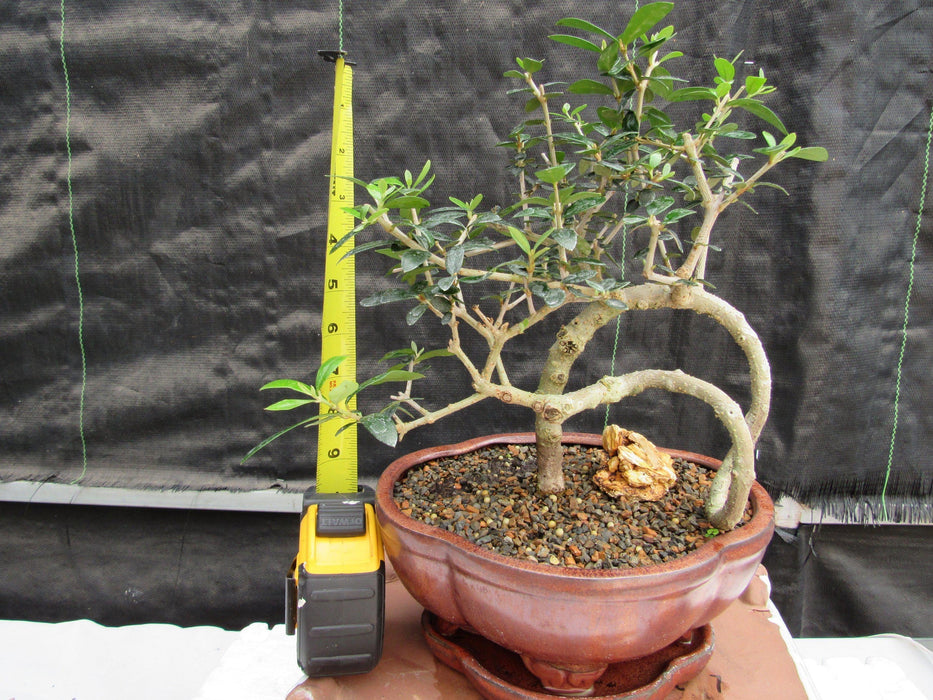 24 Year Old European Olive Literati Style Specimen Bonsai Tree Height
