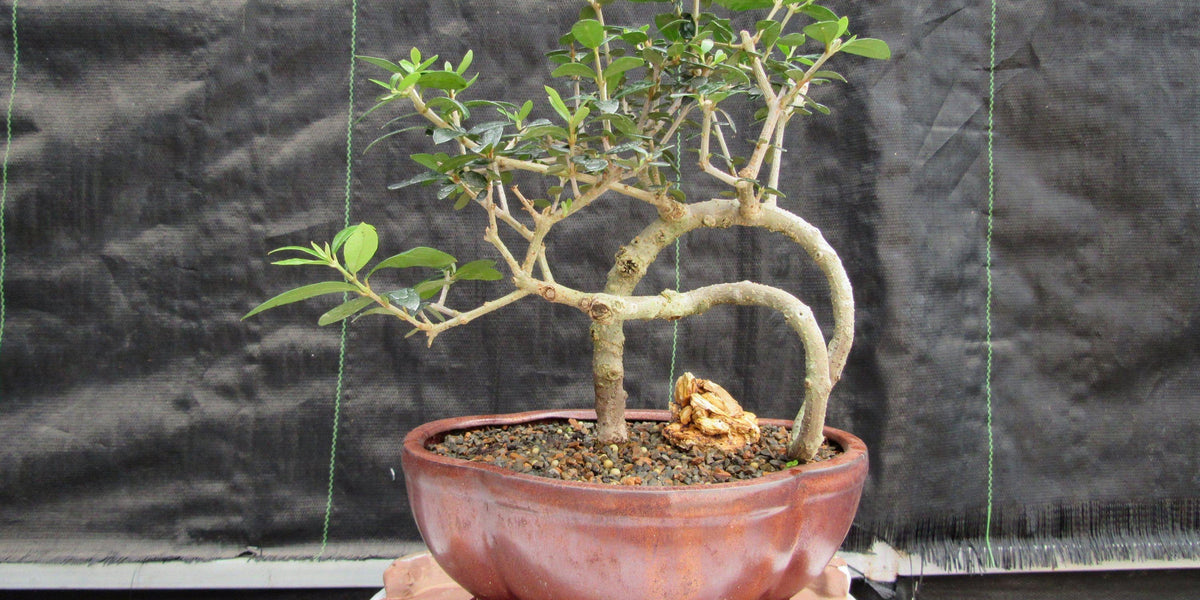 24 Year Old European Olive Literati Style Specimen Bonsai Tree