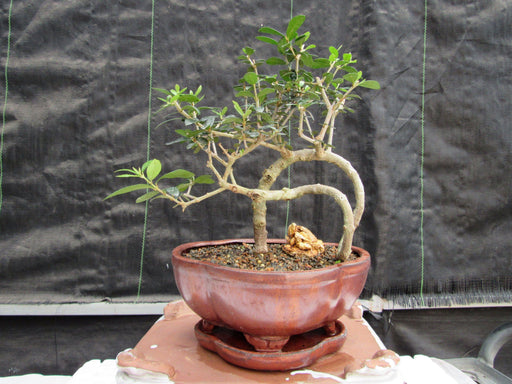 24 Year Old European Olive Literati Style Specimen Bonsai Tree