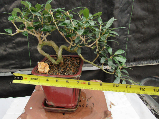 russian olive tree bonsai 24 Year Old European Olive Semi-Cascade Coil Specimen Bonsai Tree