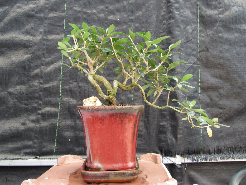 24 Year Old European Olive Semi-Cascade Coil Style Specimen Bonsai Tree Profile
