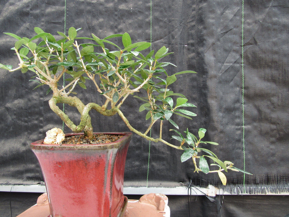 24 Year Old European Olive Semi-Cascade Coil Style Specimen Bonsai Tree Flowing