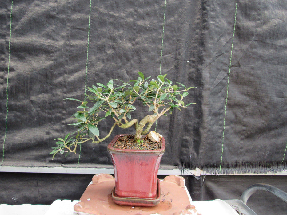 24 Year Old European Olive Semi-Cascade Coil Style Specimen Bonsai Tree Back