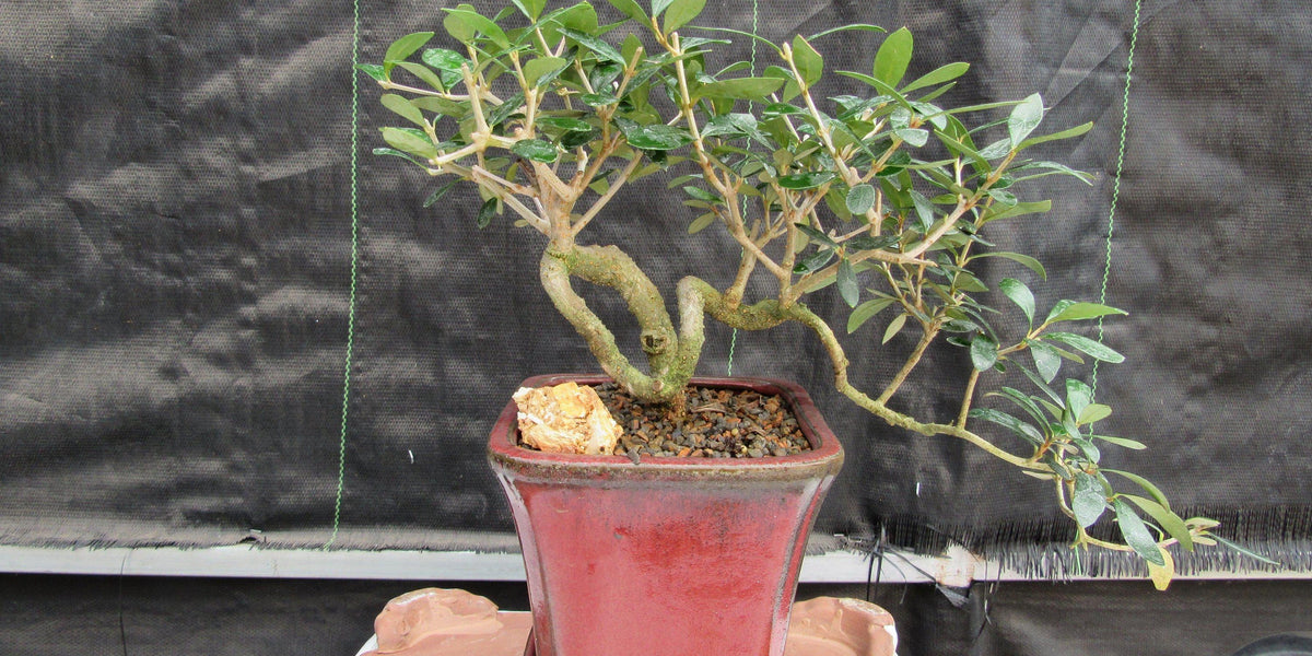24 Year Old European Olive Semi-Cascade Coil Specimen Bonsai Tree