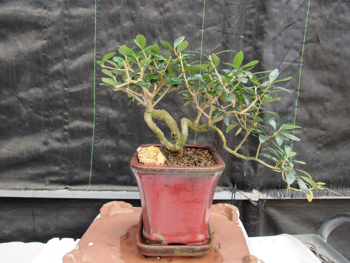 olive tree bonsai styles 24 Year Old European Olive Semi-Cascade Coil Specimen Bonsai Tree