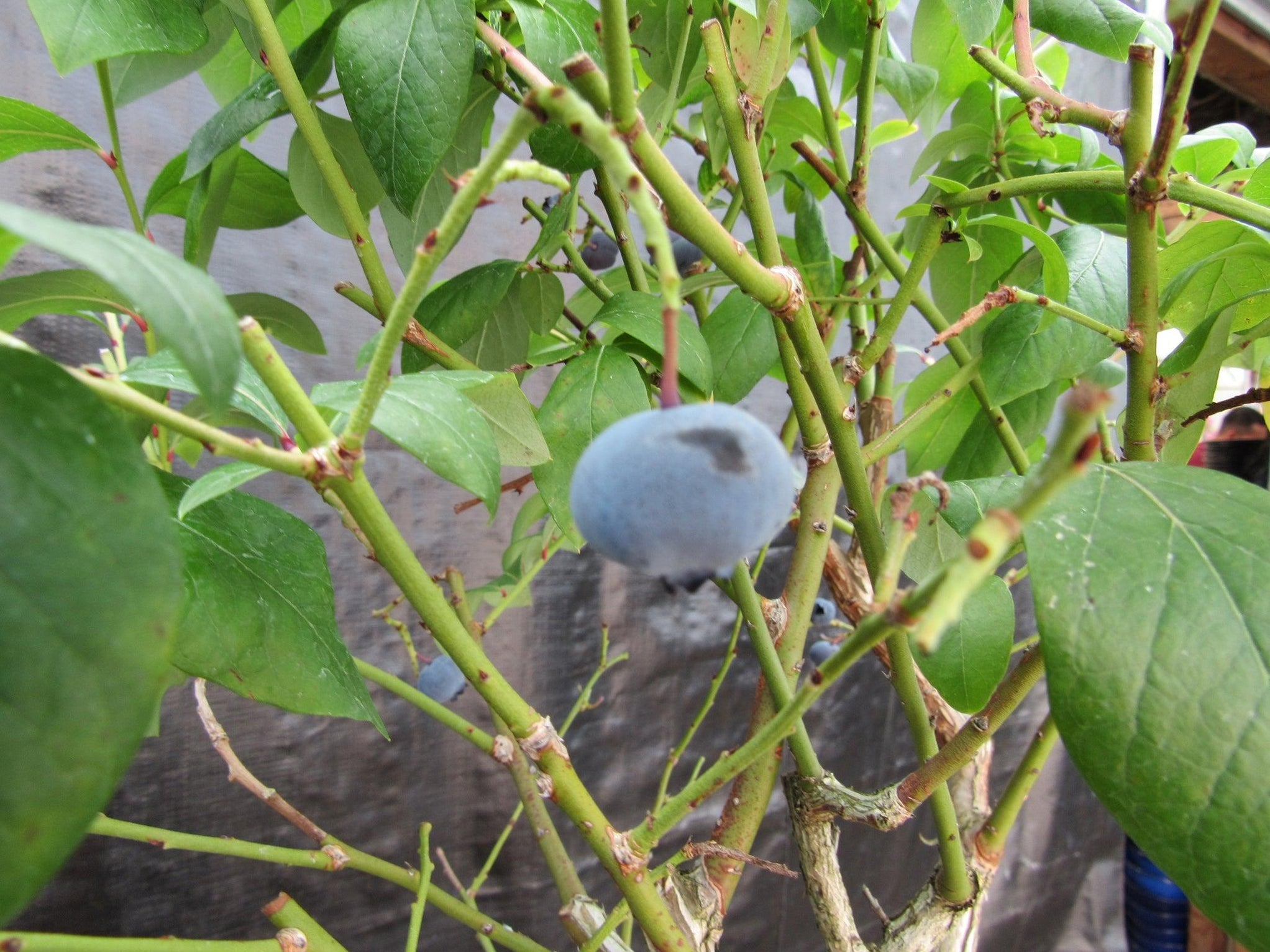 Blueberry Sample Tree 24 Year Old Fruiting Blueberry Specimen Bonsai Tree
