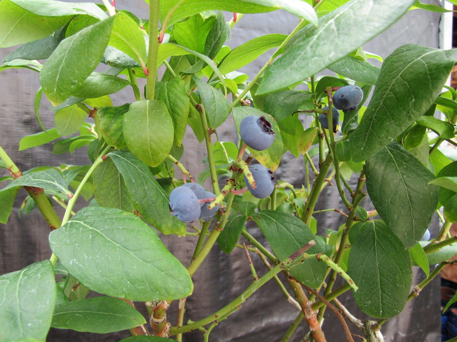24 Year Old Fruiting Blueberry Specimen Bonsai Tree Berry Bunch