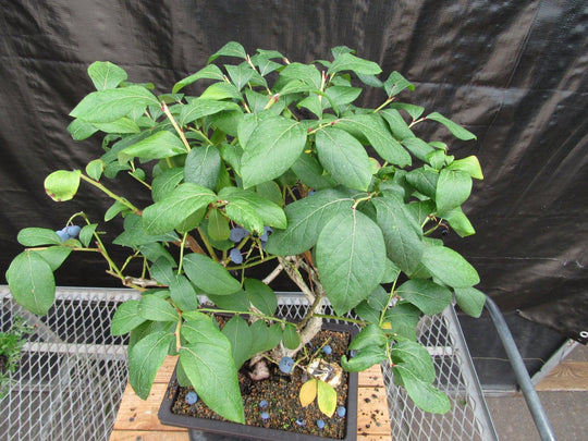 blueberry bonsai tree 24 Year Old Fruiting Blueberry Specimen Bonsai Tree