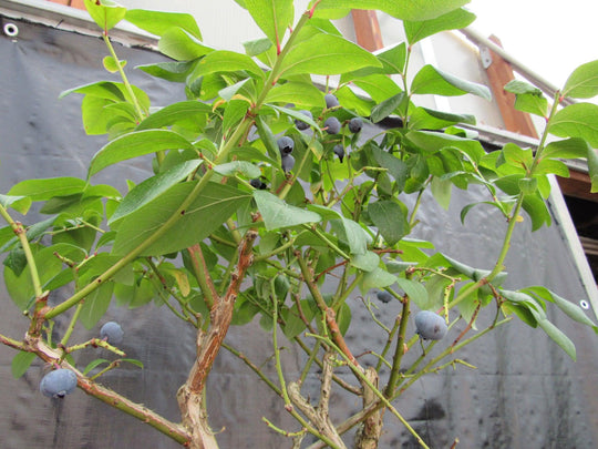 bonsai blueberry tree 24 Year Old Fruiting Blueberry Specimen Bonsai Tree