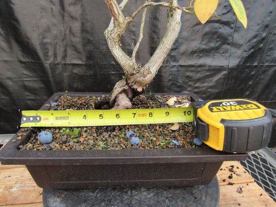 japanese blueberry tree bonsai 24 Year Old Fruiting Blueberry Specimen Bonsai Tree