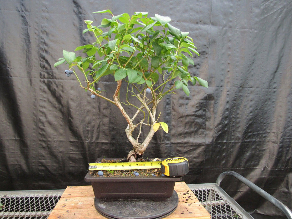 24 Year Old Fruiting Blueberry Specimen Bonsai Tree Size