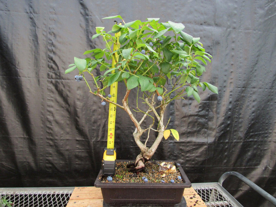 24 Year Old Fruiting Blueberry Specimen Bonsai Tree Height