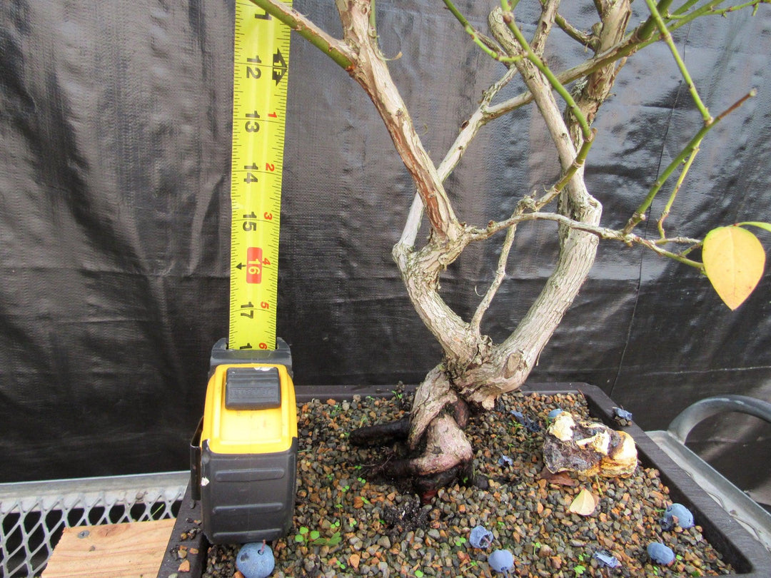 24 Year Old Fruiting Blueberry Specimen Bonsai Tree Tall