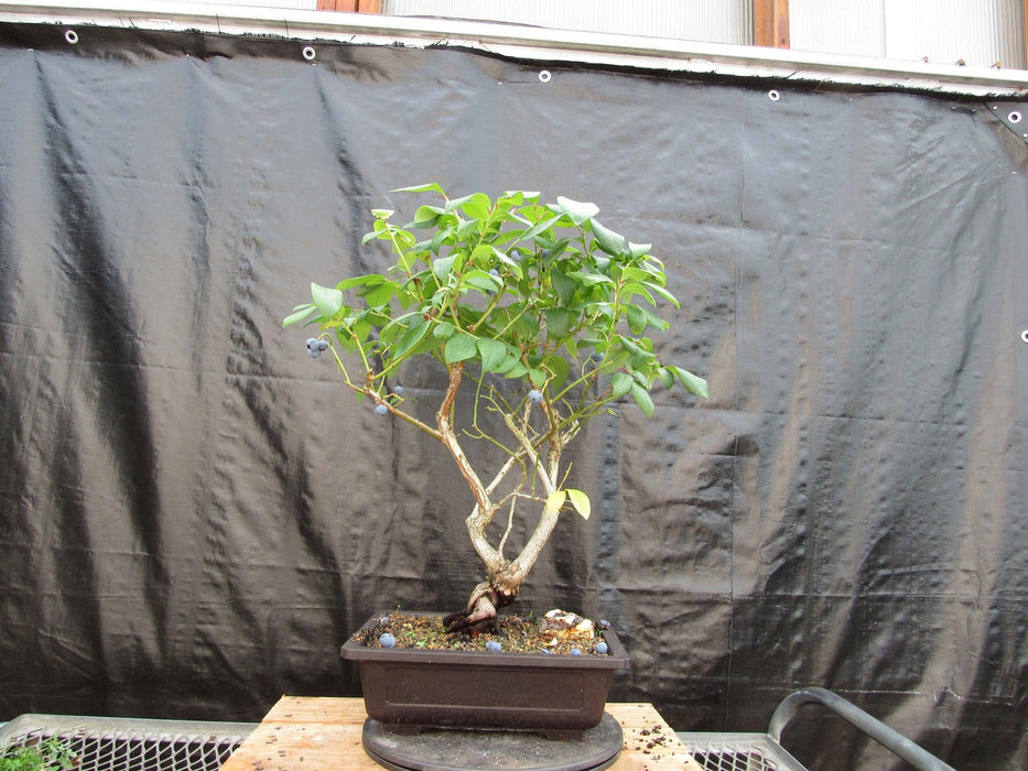 24 Year Old Fruiting Blueberry Specimen Bonsai Tree Profile