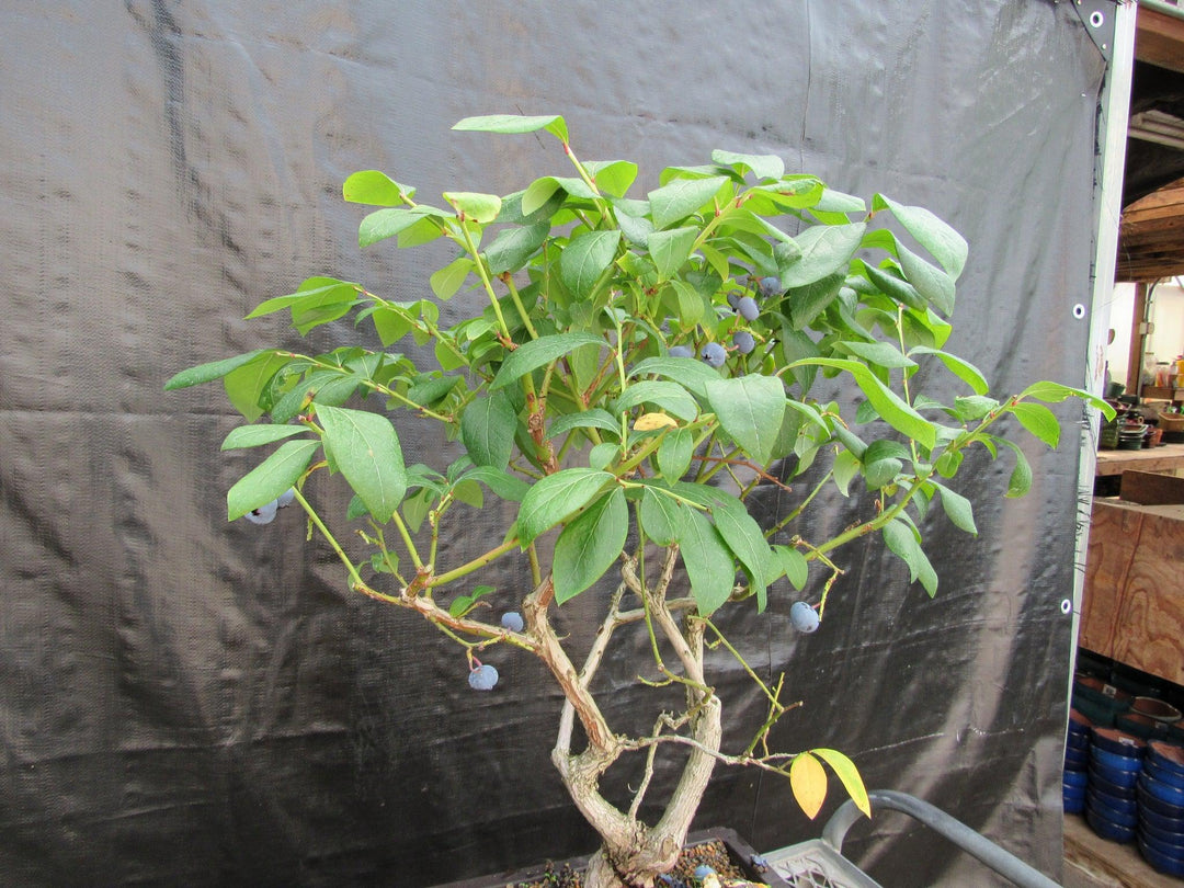 24 Year Old Fruiting Blueberry Specimen Bonsai Tree Side