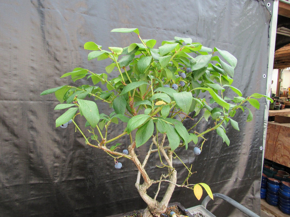 24 Year Old Fruiting Blueberry Specimen Bonsai Tree Side