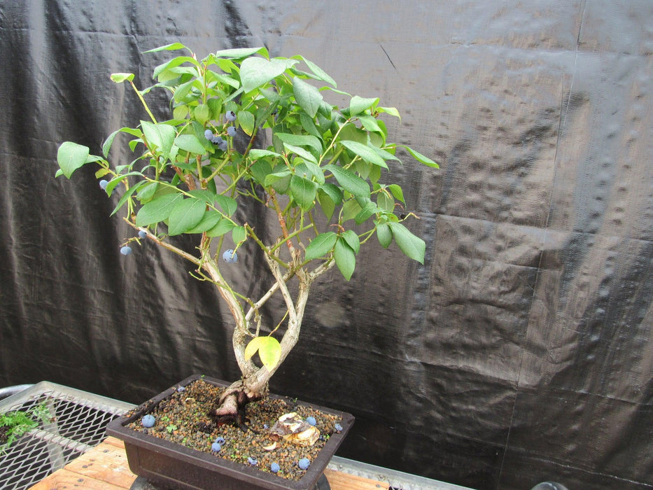 24 Year Old Fruiting Blueberry Specimen Bonsai Tree Strong Side